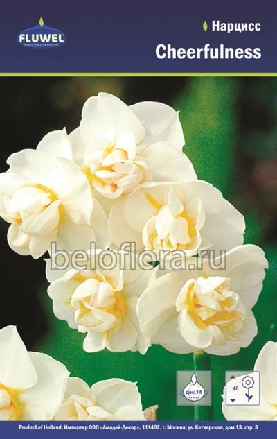 Лот: 6195763. Фото: 1. Нарцисс Cheerfulness. Луковица. Другое (семена, рассада, садовые растения)