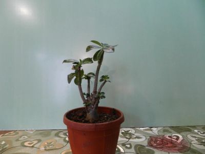 Лот: 7500213. Фото: 1. Адениум Obesum Desert Rose Mixed. Горшечные растения и комнатные цветы