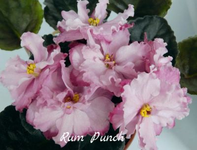 Лот: 4624704. Фото: 1. Фиалка сортовая Rum Punch (Рам... Горшечные растения и комнатные цветы