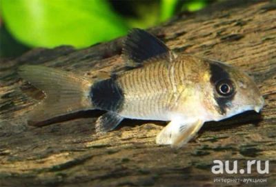 Лот: 16201148. Фото: 1. Коридорас панда (Corydoras panda... Рыбки