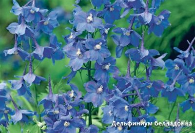 Лот: 17666706. Фото: 1. дельфиниум сине-фиолетовый, голубой... Садовые цветы