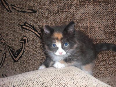 Лот: 784145. Фото: 1. Отдам красивого котенка. Остальные животные