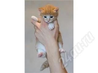 Лот: 348488. Фото: 1. рыжий котик =). Остальные животные
