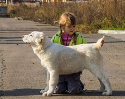 Лот: 6275303. Фото: 1. Среднеазиатская овчарка (алабай... Собаки, щенки