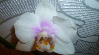 Лот: 5575304. Фото: 1. Орхидея фаленопсис F39-(отцвела... Горшечные растения и комнатные цветы