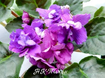 Лот: 8467333. Фото: 1. Продам детку фиалки НК-Пижон. Горшечные растения и комнатные цветы