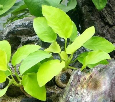 Лот: 16158648. Фото: 1. Анубиас Нана «Голд» (Anubias barteri... Водные растения