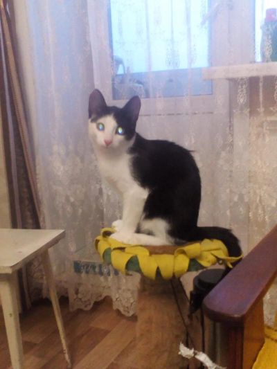 Лот: 10093041. Фото: 1. Котята-подростки 4 мес. Кошки, котята