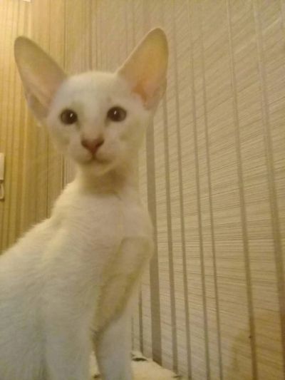 Лот: 10876876. Фото: 1. Котенок ориентальной породы(девочка... Кошки, котята
