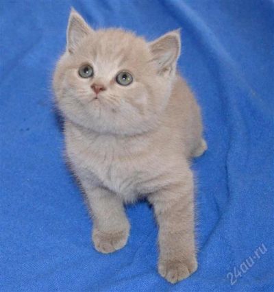 Лот: 2952901. Фото: 1. Шотландский котик мурлыка!). Кошки, котята