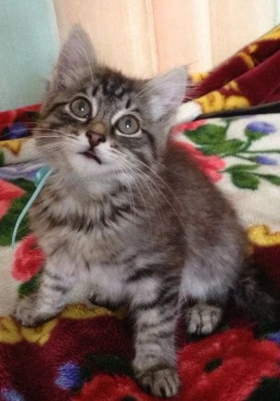 Лот: 3788546. Фото: 1. Полосатый котенок. Кошки, котята
