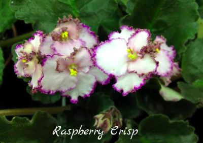 Лот: 6148864. Фото: 1. Фиалка сортовая Raspberry Crisp... Горшечные растения и комнатные цветы