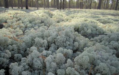 Лот: 18906252. Фото: 1. Мох Кладония ( лат. Cladonia... Народная медицина