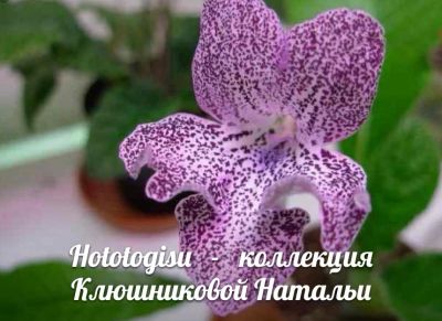 Лот: 8848781. Фото: 1. Стрептокарпус Hototogisu ( взрослое... Горшечные растения и комнатные цветы