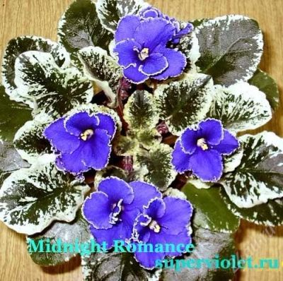 Лот: 1351245. Фото: 1. листы фиалки Midnight Romance. Горшечные растения и комнатные цветы