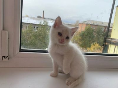 Лот: 16660452. Фото: 1. отдам котенка. Кошки, котята
