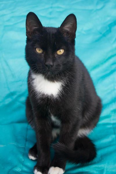 Лот: 6268206. Фото: 1. Шикарный кастрированный котик... Кошки, котята