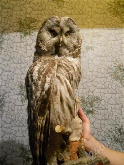 Лот: 461774. Фото: 1. чучело совы. Другое (туризм, охота, рыбалка, самооборона)