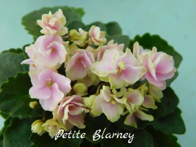 Лот: 8504038. Фото: 1. Минифиалка сортовая Petite Blarney... Горшечные растения и комнатные цветы