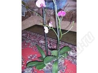 Лот: 517868. Фото: 1. .фаленопсис. Горшечные растения и комнатные цветы