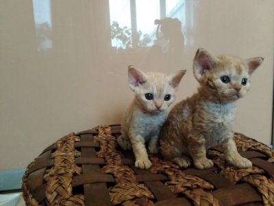 Лот: 12484356. Фото: 1. Котята породы девон-рекс. Кошки, котята