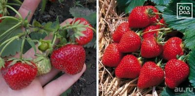 Лот: 5526594. Фото: 1. Клубника усы. Продажа поштучно... Ягоды