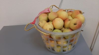Лот: 16416919. Фото: 1. груша своя, сладкая не вяжет... Овощи, фрукты, зелень