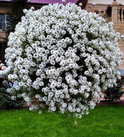 Лот: 15891356. Фото: 1. Алиссум вегетативный Snow Princess. Садовые цветы