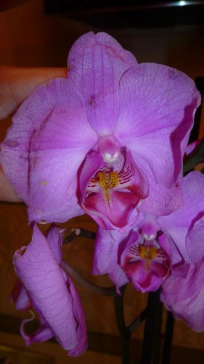 Лот: 5167386. Фото: 1. орхидея фаленопсис 03( отцветает... Горшечные растения и комнатные цветы