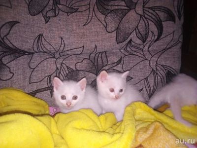 Лот: 14277917. Фото: 1. Белые котята. Кошки, котята