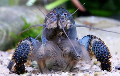 Лот: 2814814. Фото: 1. Atya gabonensis - голубая креветка... Моллюски, ракообразные, кораллы