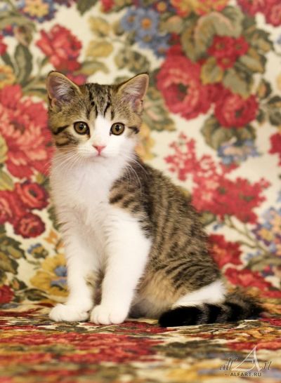 Лот: 4074366. Фото: 1. Шотландская озорница. Кошки, котята