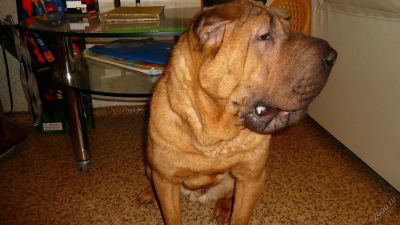 Лот: 6251439. Фото: 1. Помогите найти шарпея.. Собаки, щенки