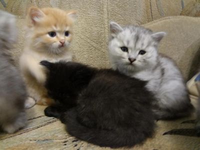 Лот: 3149276. Фото: 1. Три котенка пушистые, кругломордые... Кошки, котята