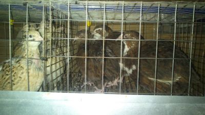 Лот: 9153943. Фото: 1. Перепела 12 месяцев. Птицы