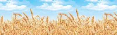Лот: 11028299. Фото: 1. Фартук для кухни Пшеница. 3метра... Кухонные уголки