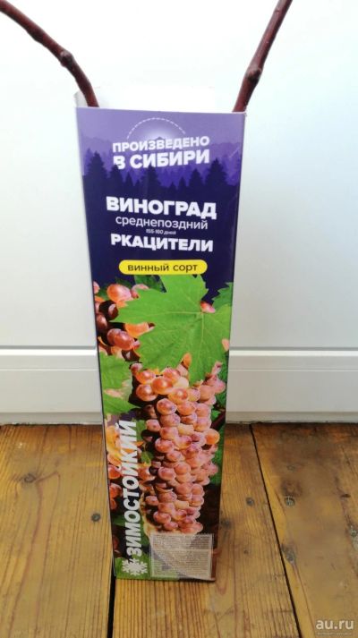 Лот: 17378780. Фото: 1. Саженцы винограда. Ягоды