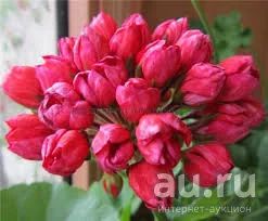 Лот: 13308342. Фото: 1. Пеларгония Victoria Andrea. Горшечные растения и комнатные цветы