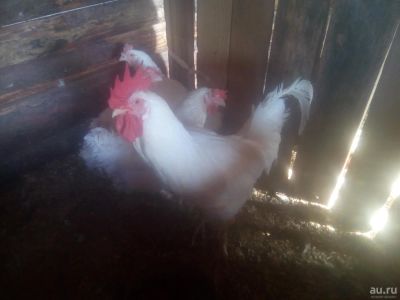 Лот: 8162229. Фото: 1. Петух французский мясной. Птицы