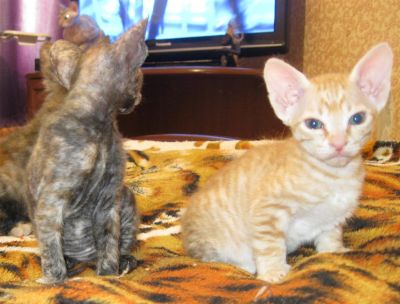 Лот: 3873139. Фото: 1. Котята сфинксы (велюровые). Кошки, котята