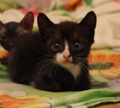 Лот: 5983852. Фото: 1. Котята Донского сфинкса. Кошки, котята