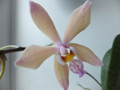 Лот: 6646075. Фото: 1. Орхидея Phalaenopsis Bronze Maiden... Горшечные растения и комнатные цветы