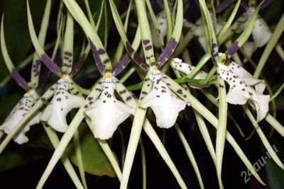Лот: 2000662. Фото: 1. Орхидея Brassia rex SAKATA. Горшечные растения и комнатные цветы