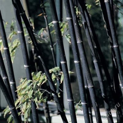 Лот: 1780048. Фото: 1. Бамбук филлостахис черный. Phyllostachys... Горшечные растения и комнатные цветы