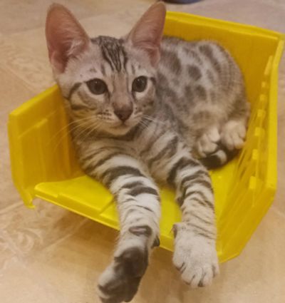 Лот: 22165530. Фото: 1. Котята. Кошки, котята