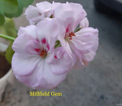 Лот: 14596484. Фото: 1. Пеларгония Millfield Gem. Горшечные растения и комнатные цветы