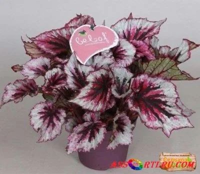 Лот: 12366940. Фото: 1. Бегония рекс Beleaf Evening Glow. Горшечные растения и комнатные цветы