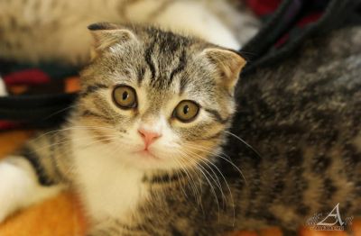Лот: 4074349. Фото: 1. Шотландский малыш. Кошки, котята