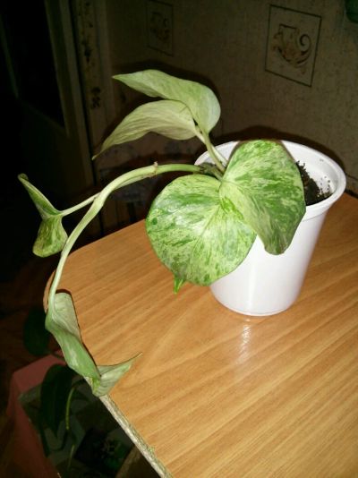 Лот: 5376759. Фото: 1. Сциндапсус Marble Queen 40 руб... Горшечные растения и комнатные цветы