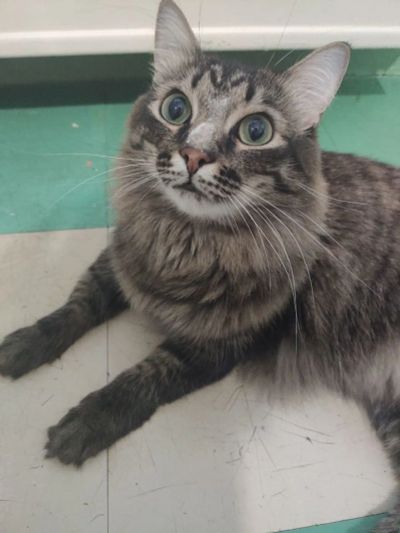 Лот: 16432683. Фото: 1. Кот. Кошки, котята